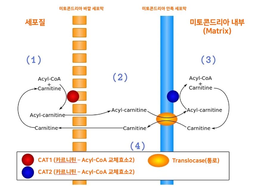 카르니틴 셔틀.PNG