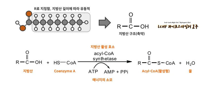지방산의 활성.PNG