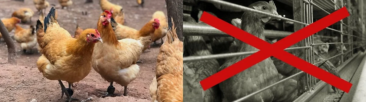 d6bf8be8-dc0c-11e7-91af-f34de211f924_1280x720_181957-side.jpg?type=w1200