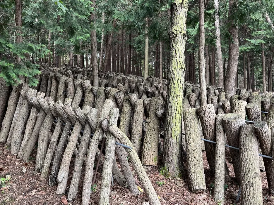 KakaoTalk_20250922_231843954.jpg?type=w1