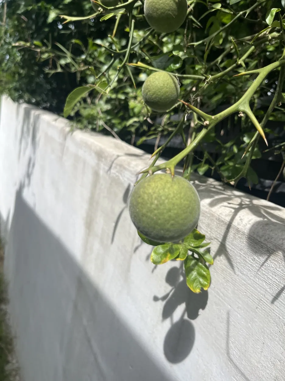 KakaoTalk_20250918_050248673_16.jpg?type=w1