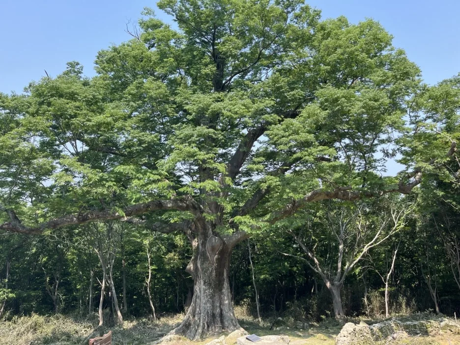 KakaoTalk_20250529_192531920_26.jpg?type=w1