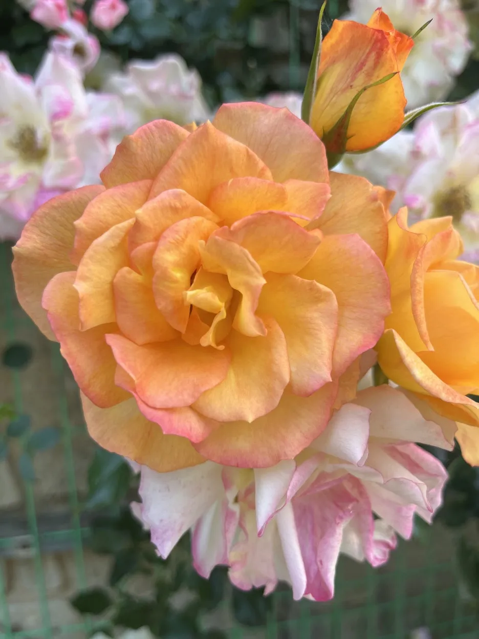 KakaoTalk_20250619_172644686_08.jpg?type=w1