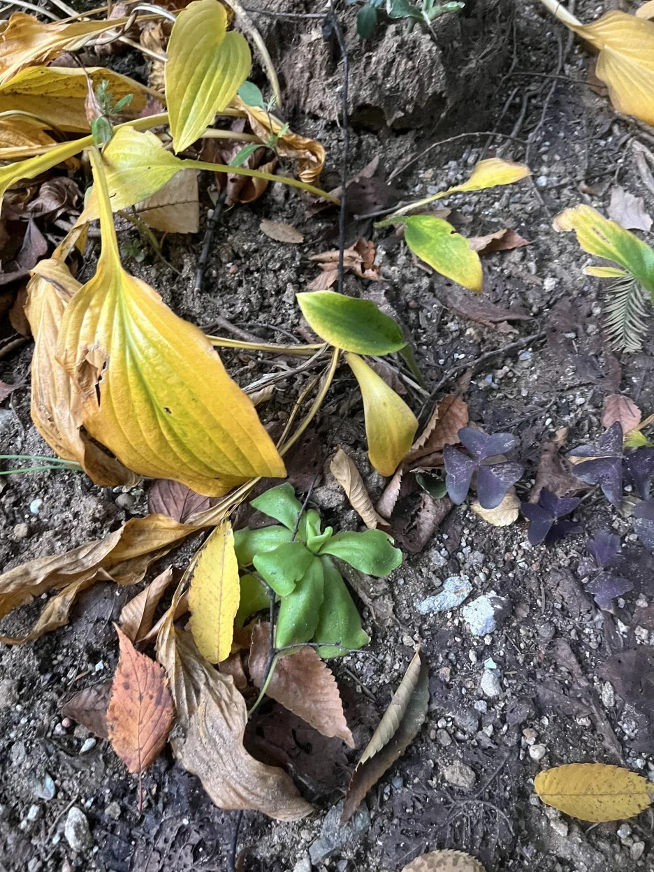 KakaoTalk_20251109_102723231_18.jpg?type=w1