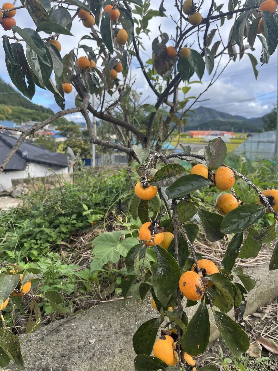 KakaoTalk_20251005_223843431_01.jpg?type=w1