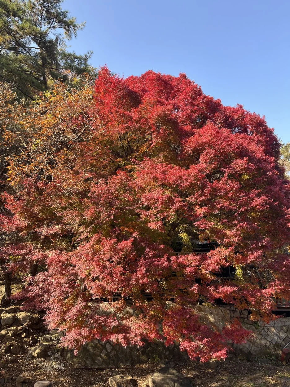 KakaoTalk_20251109_102723231_14.jpg?type=w1