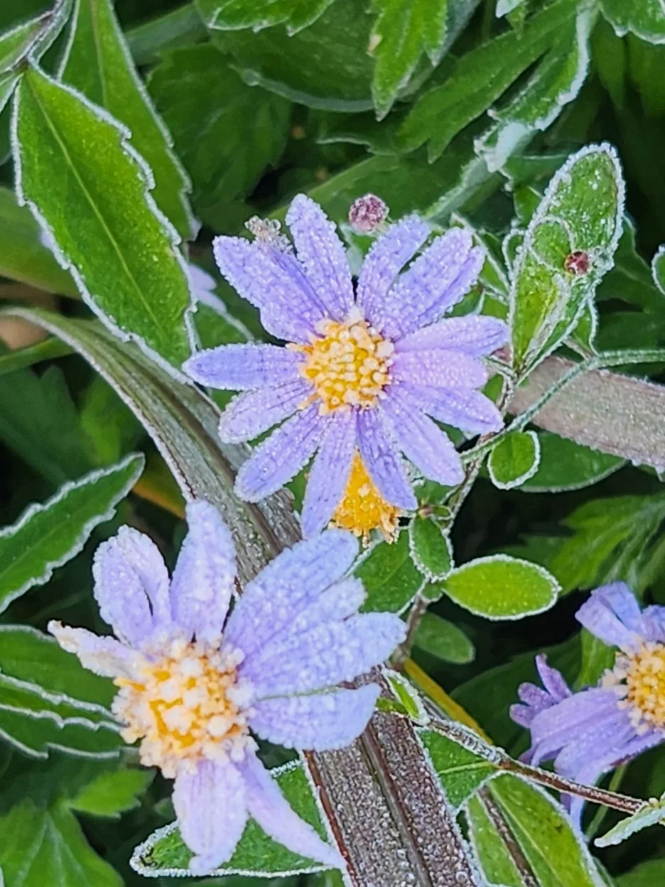 KakaoTalk_20251122_081900197_01.jpg?type=w1