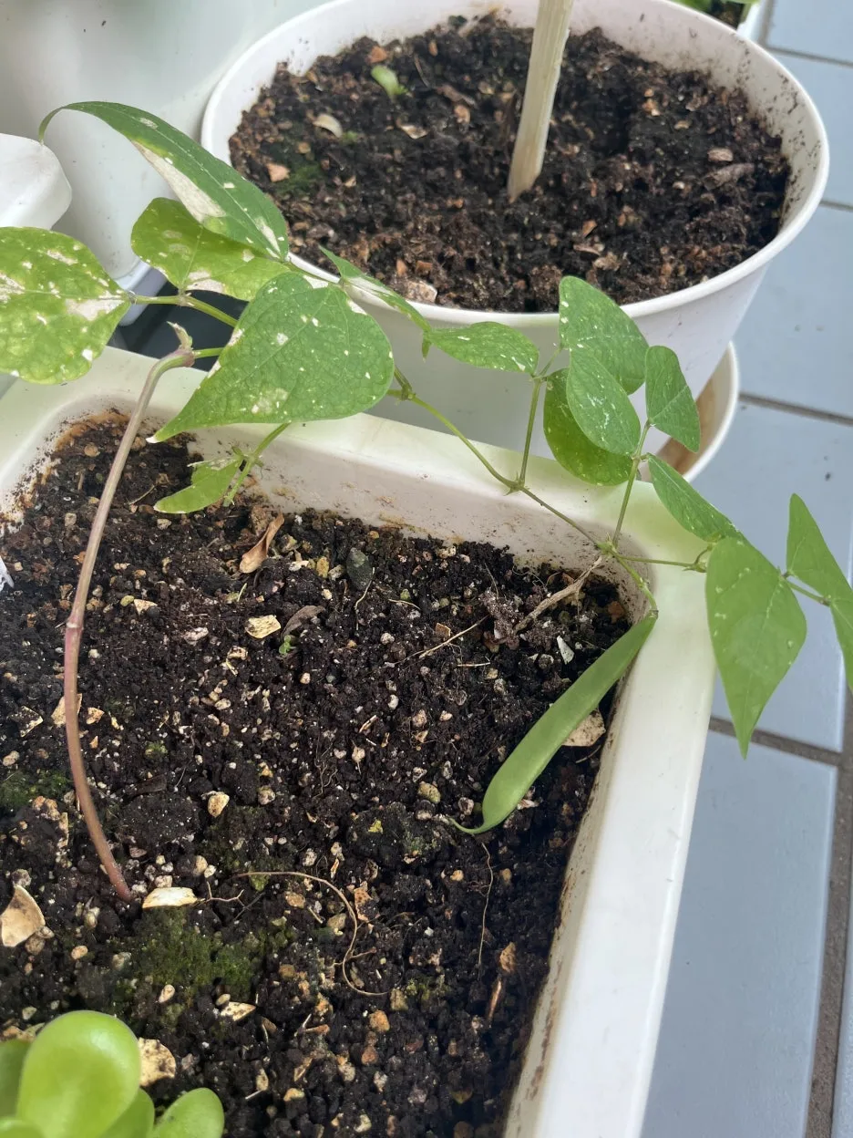 KakaoTalk_20250628_095545414.jpg?type=w1