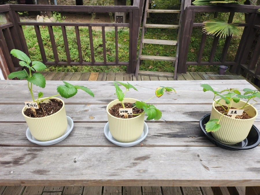 IMG%EF%BC%BF2999.JPG?type=w1