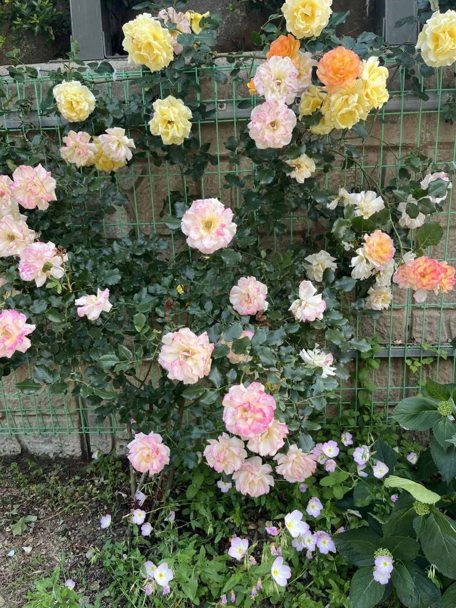 KakaoTalk_20250619_172644686_06.jpg?type=w1