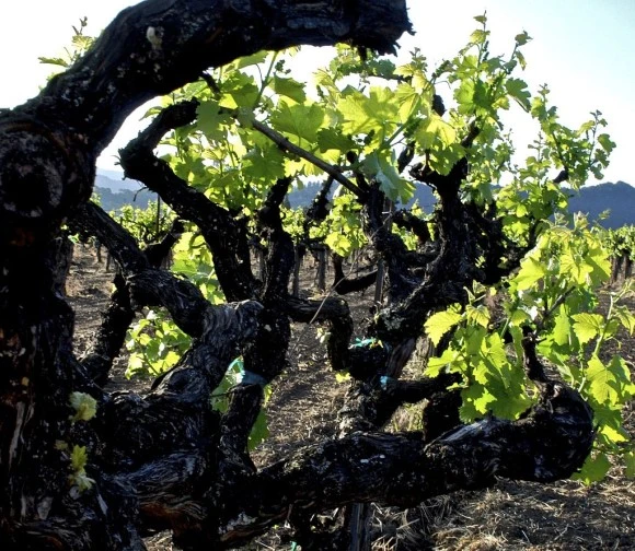 Vieilles_vignes_%C3%A0_Napa_valley.jpg?type=w580