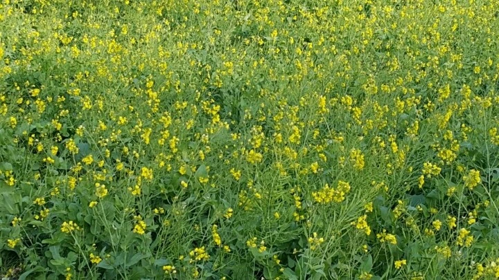 262CF53B588EAC2E2A33A6