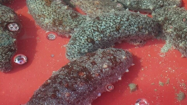 262BE43B588EAC322AF5CA