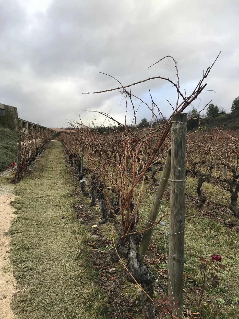 IMG_7807.jpg?type=w1