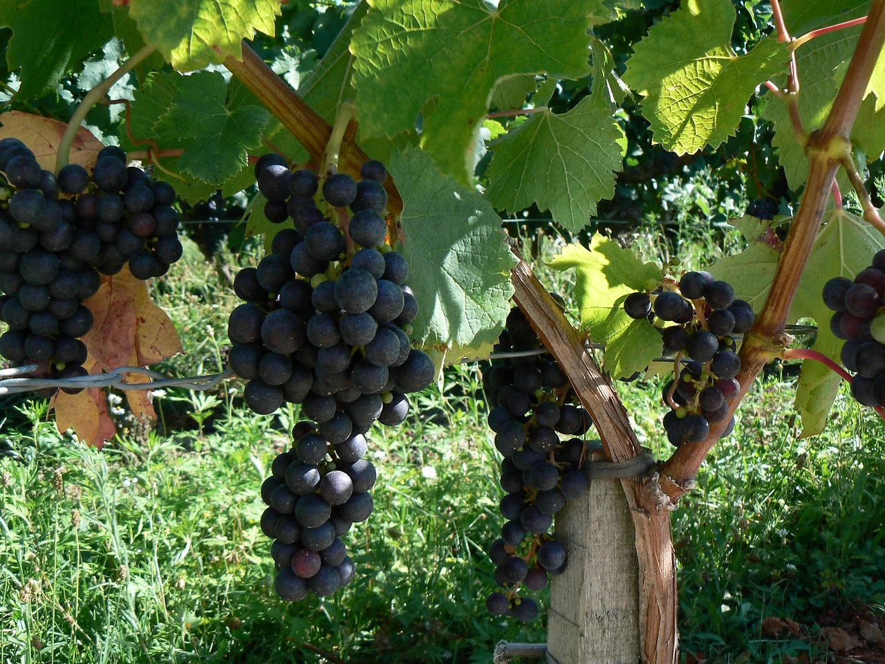 보르도와인지역 (10).jpg