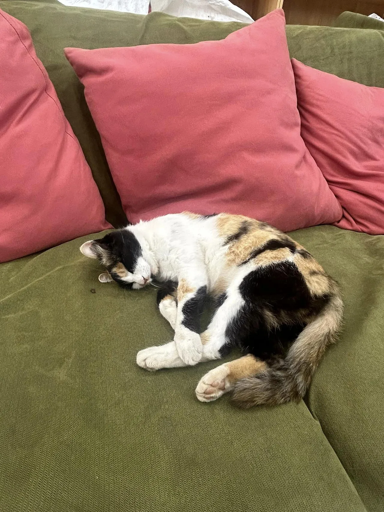 456413835_8671029669615812_3930000373583984328_n.jpg?stp=cp6_dst-jpg&_nc_cat=105&ccb=1-7&_nc_sid=833d8c&_nc_ohc=ZHGAzDGNESEQ7kNvgEWNoJJ&_nc_zt=23&_nc_ht=scontent.fuln4-2.fna&_nc_gid=ASVhCh307CWVYJtotspTa95&oh=00_AYDU7Tqdzz2xhfFxb2dLqCB0WdLUpq4m8O3V9F1yEcaCSg&oe=6722A688