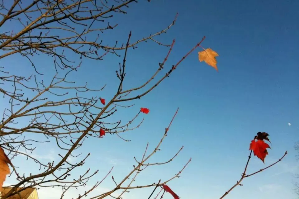 IMG_266856312114307 (1).jpeg