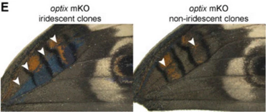 991BA8335A0EAAFD1B6255