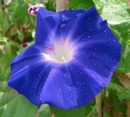 996EBF3359D9FC0F1FB274