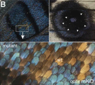 99C6D9335A0AEB8129B284