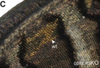 99D14A335A0AEEAC086811