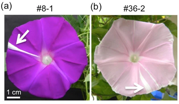 9956463359DA2F250EFDB2