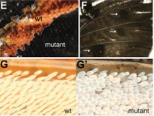 99398B335A0997571EAADB