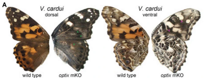 99CD1D335A0ACA23054C71