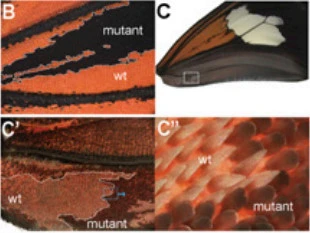 996057335A09978A019FD4