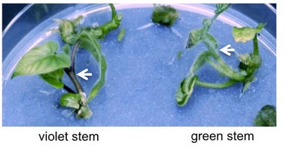 99A0C53359DA12D40B24CA