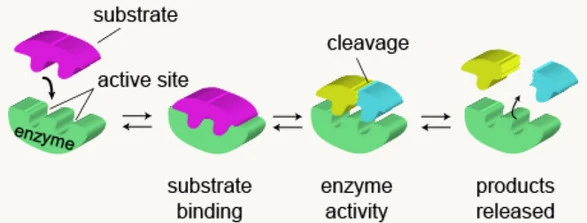 260BBC3456CA6A3E1445B6