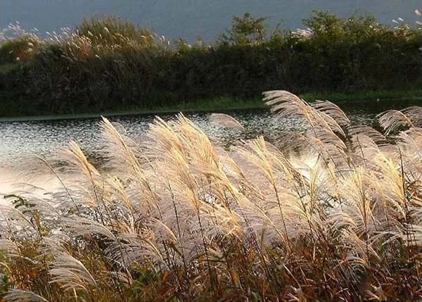 갈대.jpg