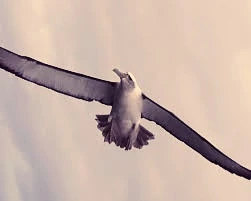albatross.jpg