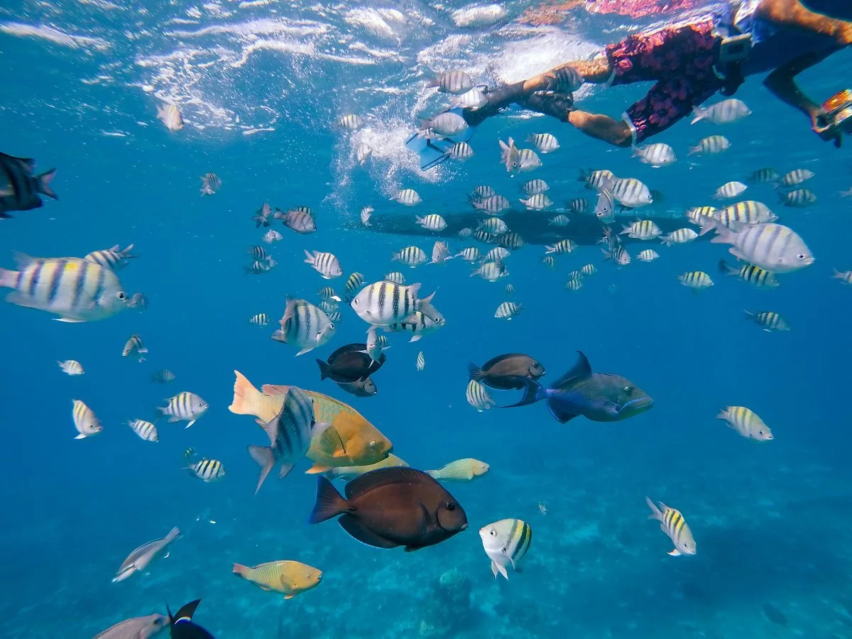 30634744804_a43013c810_o.jpg?type=w1200