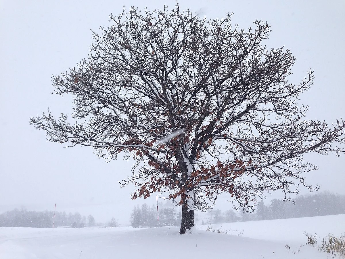 hokkaido-1675560_1920.jpg?type=w1200