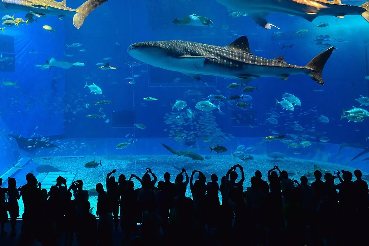 image_1554247021508318585110.jpg?type=w1200