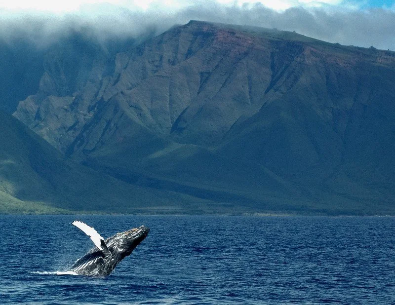 eyeem-26050271-74174417.jpg?type=w1200