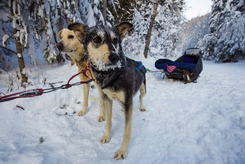 dog_sled.jpg?type=w1200