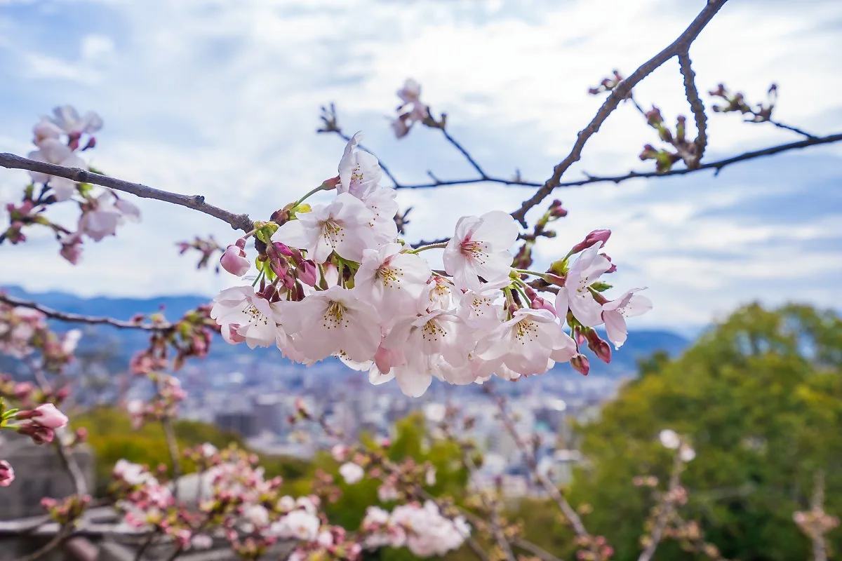 34519430051_f5fce71c30_k.jpg?type=w1200