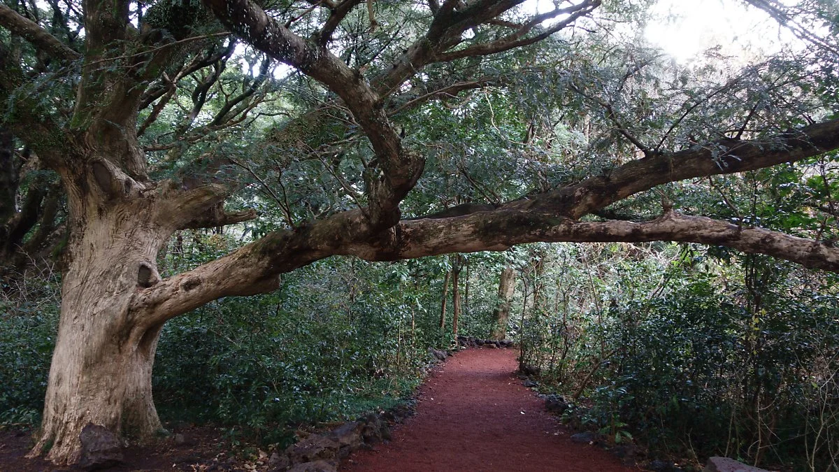 11703630295_f203be9aa0_k.jpg?type=w1200