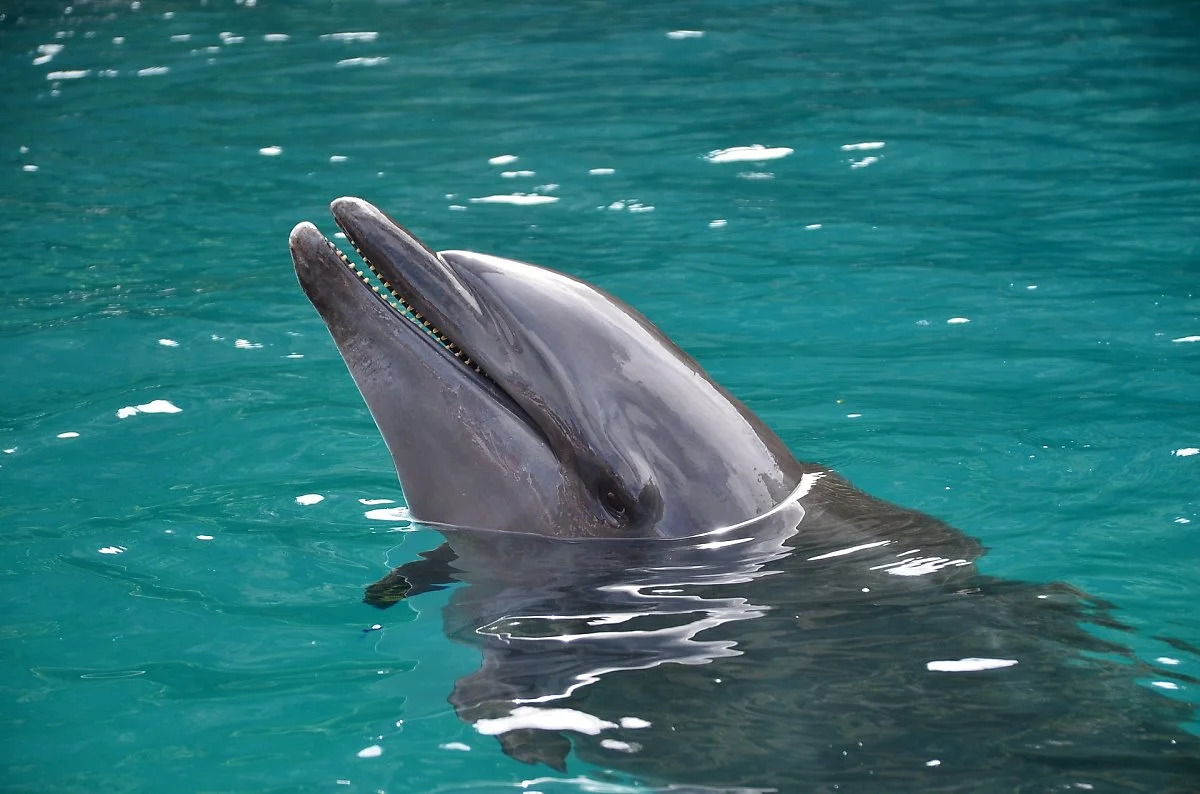dolphin-704686_1920.jpg?type=w1200