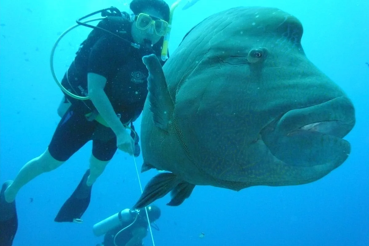 1200px-Napoleon_fish%2C_Blue_Corner%2C_Palau.jpg?type=w1200