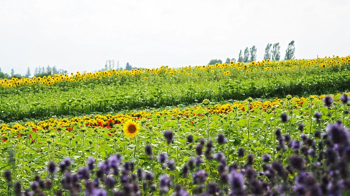 0719_%ED%99%8B%EC%B9%B4%EC%9D%B4%EB%8F%84_T.Kiya.jpg?type=w1200