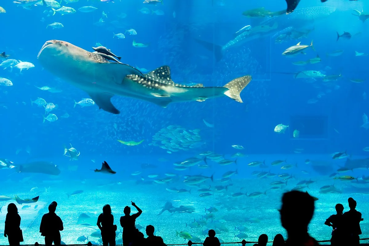 3571616579_982e57228c_o.jpg?type=w1200