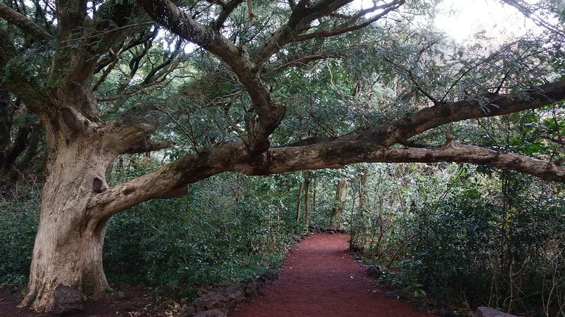 11703630295_cd629703a6_c.jpg?type=w1200