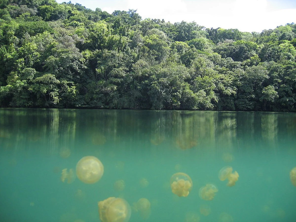 1200px-Jellyfish_Lake_Palau.jpg?type=w1200
