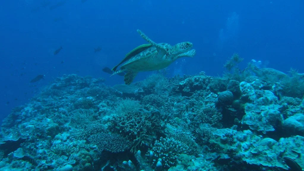 %ED%8C%94%EB%9D%BC%EC%9A%B0_Flickr_Stephen_Masters.jpg?type=w1200