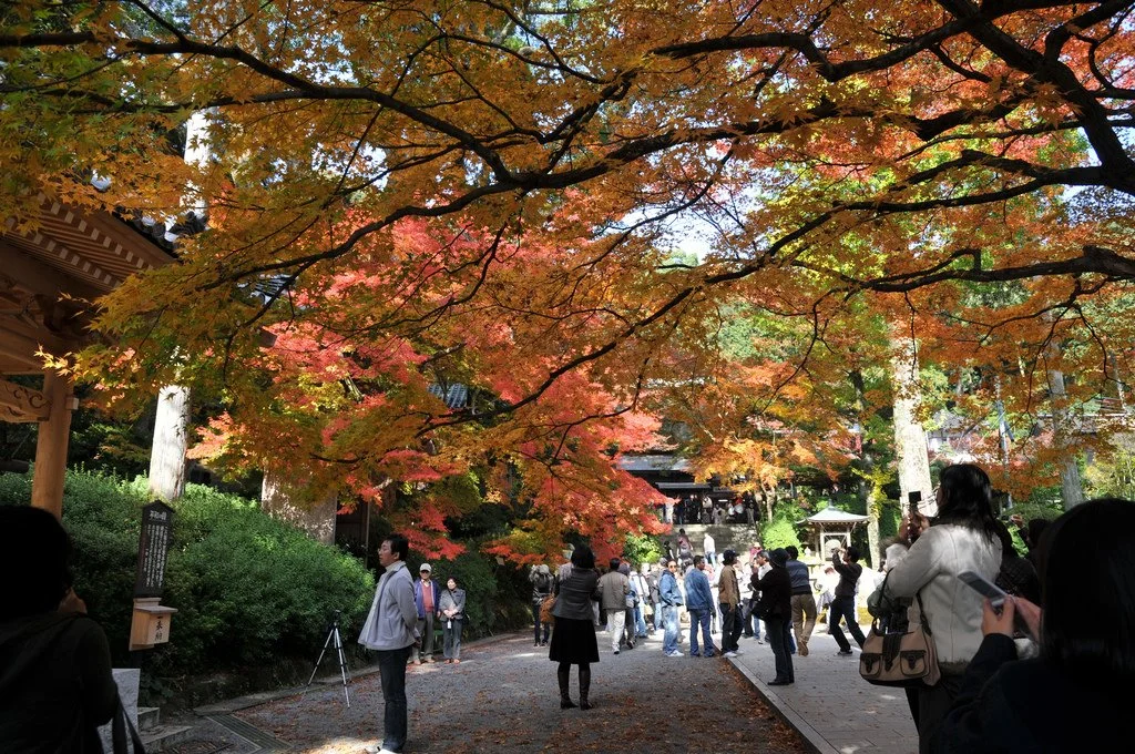 3049344821_20281bfc67_b.jpg?type=w1200