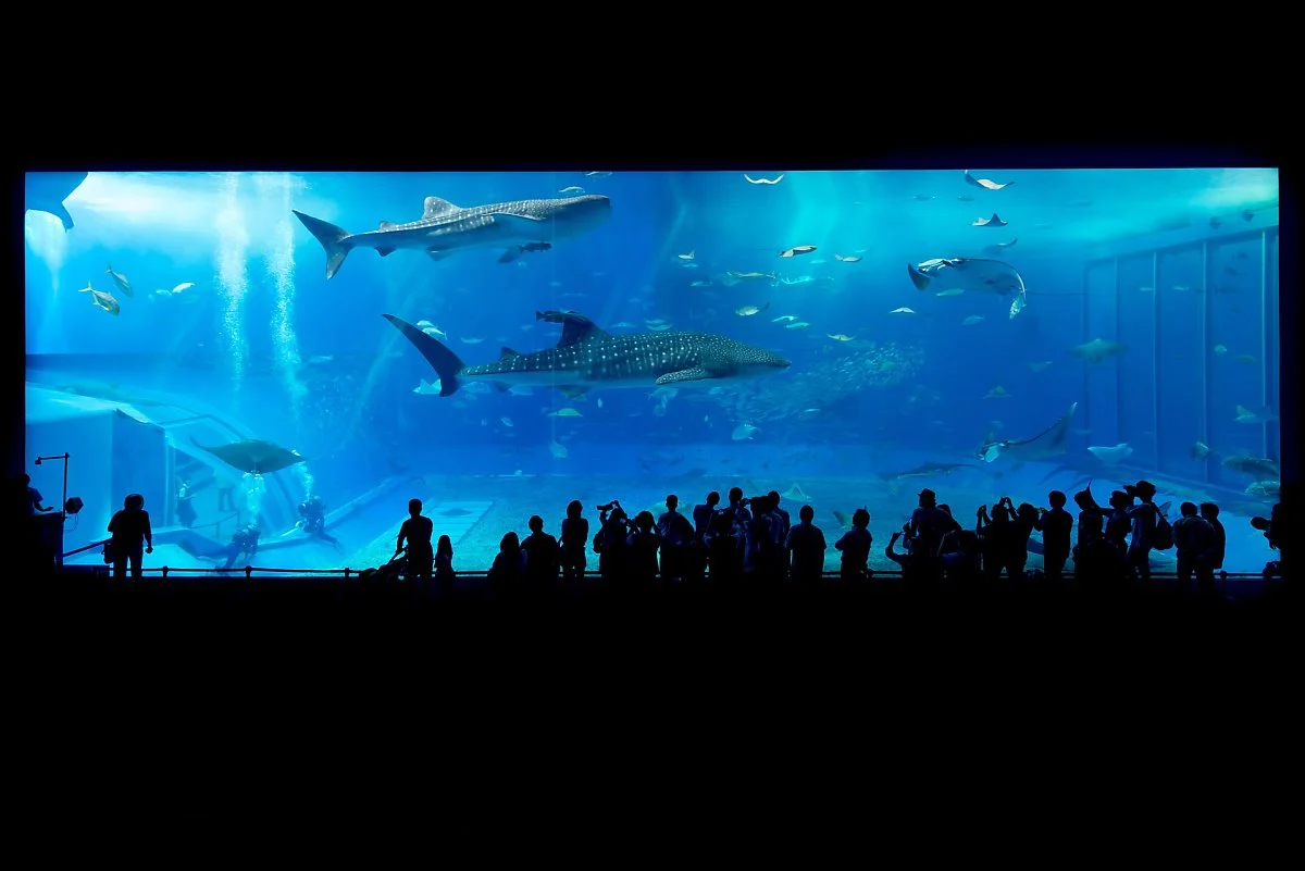 aquarium-725798_1920.jpg?type=w1200