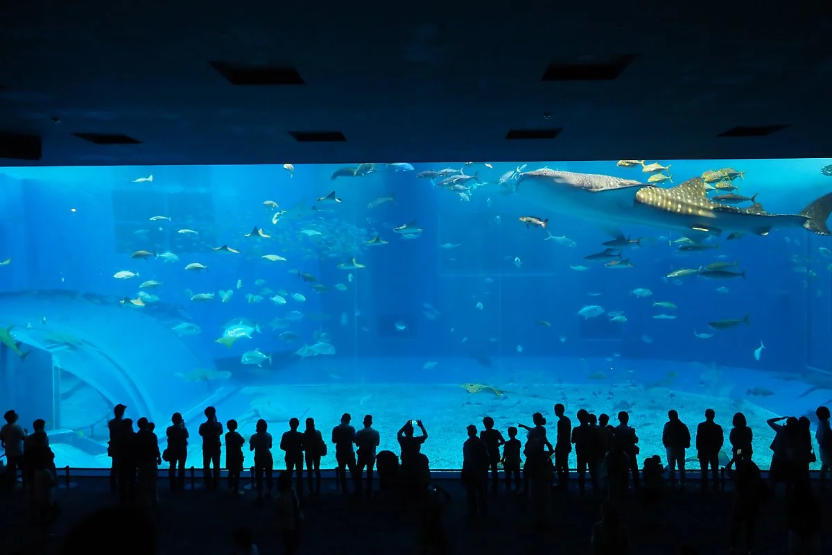 33972839936_627c643561_k.jpg?type=w1200